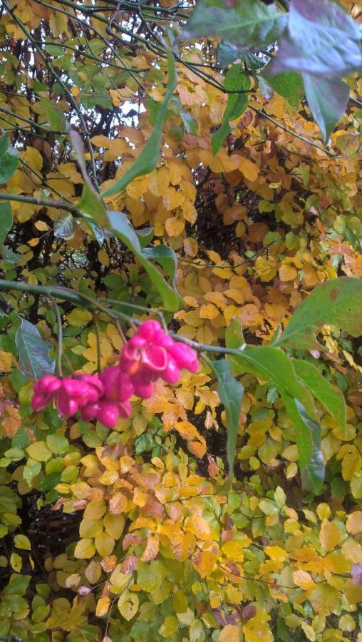 La Fleur Et Le Soleil Panzió Durbuy Kültér fotó