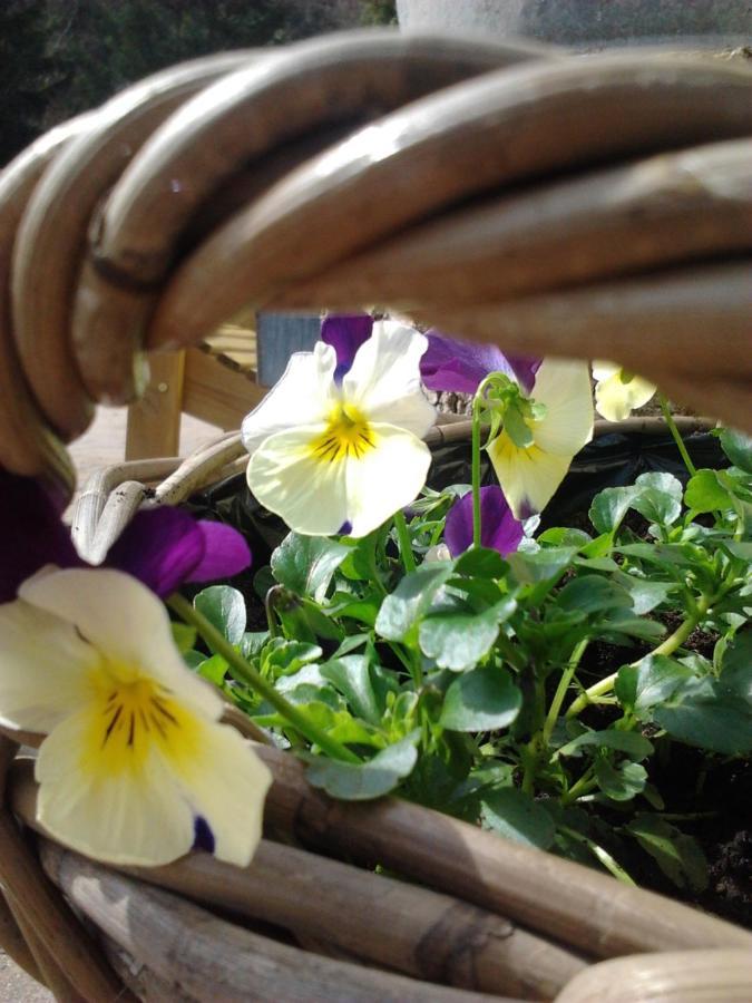 La Fleur Et Le Soleil Panzió Durbuy Kültér fotó